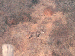 Odocoileus virginianus texanus