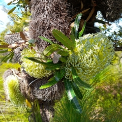 Banksia aemula