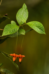 Columnea strigosa