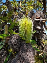 Banksia aemula