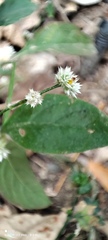 Alternanthera