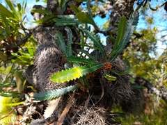 Banksia aemula