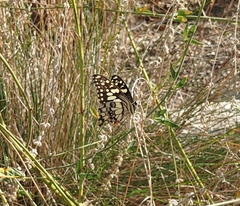 Papilio demoleus sthenelus