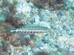 Parapercis clathrata