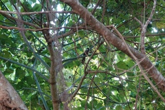 Pterorhinus chinensis