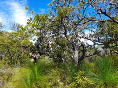 Banksia aemula