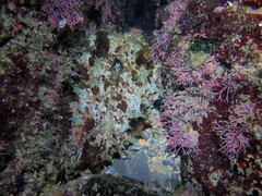 Dolabella auricularia