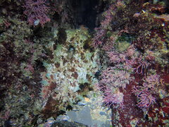 Dolabella auricularia