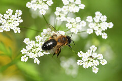 Andrena scotica