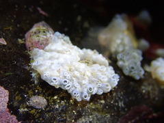 Polycitor proliferus