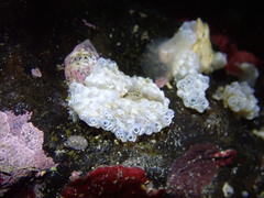 Polycitor proliferus