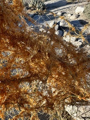 Cuscuta psorothamnensis