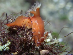 Plocamopherus maculapodium