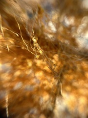 Cuscuta psorothamnensis