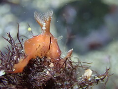 Plocamopherus maculapodium