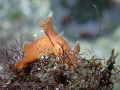 Plocamopherus maculapodium