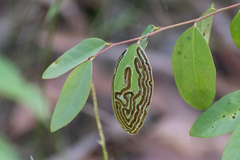 Phyllocnistis diaugella
