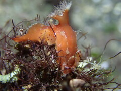 Plocamopherus maculapodium