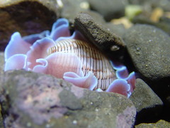 Hydatina physis