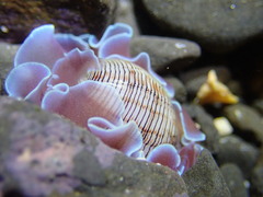 Hydatina physis