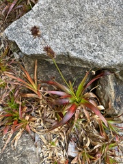 Juncus lomatophyllus