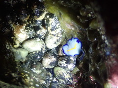 Pseudoceros galatheensis