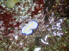 Pseudoceros galatheensis