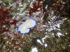 Pseudoceros galatheensis