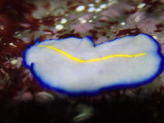 Pseudoceros galatheensis