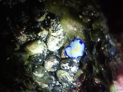 Pseudoceros galatheensis