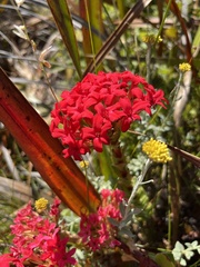 Crassula coccinea