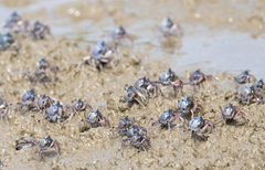 Mictyris longicarpus