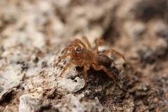 Songthela ciliensis