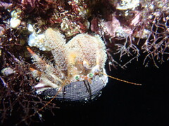 Pagurus japonicus
