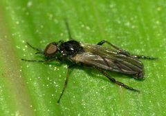 Dilophus nigrostigma