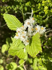 Helichrysum fruticans