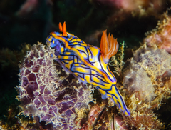 Hypselodoris nigrostriata