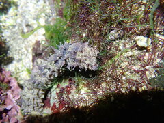 Holothuria impatiens