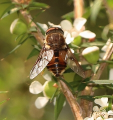 Scaptia auriflua