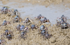 Mictyris longicarpus