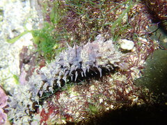 Holothuria impatiens