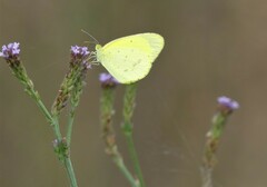 Eurema smilax