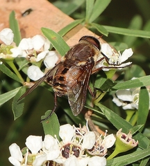 Scaptia auriflua