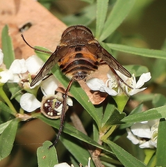 Scaptia auriflua