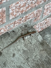 Scincella formosensis