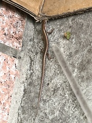 Scincella formosensis