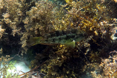 Notolabrus parilus