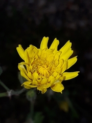 Sonchus tenerrimus