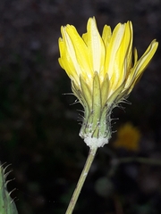 Sonchus tenerrimus