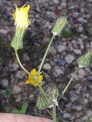 Sonchus tenerrimus